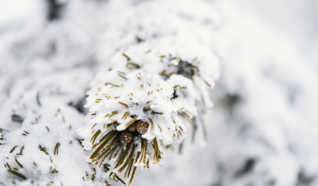 Зеленая ветка сосны покрыта белым холодным снегом