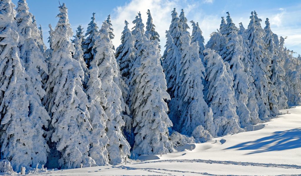 Высокие белые заснеженные ели под голубым небом зимой