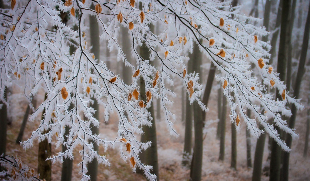 The branches of the tree are covered with white frost