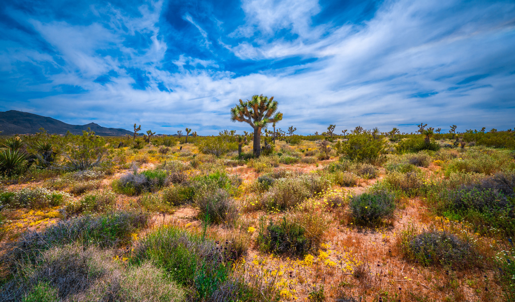 Колючие кактусы в национальном парке Калифорнии под красивым небом, США