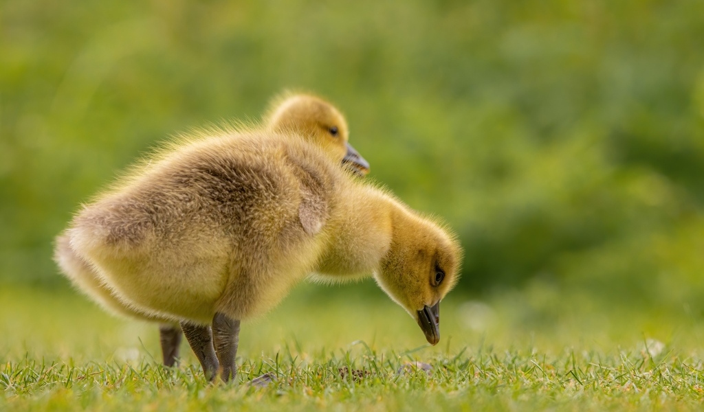 Два маленьких желтых утенка на зеленой траве 