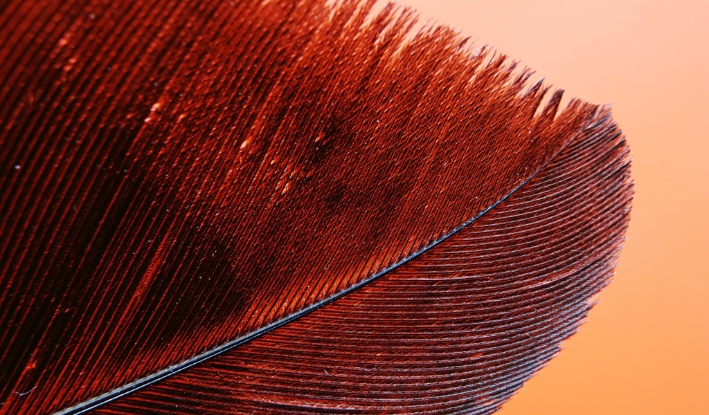 Красное перо крупным планом