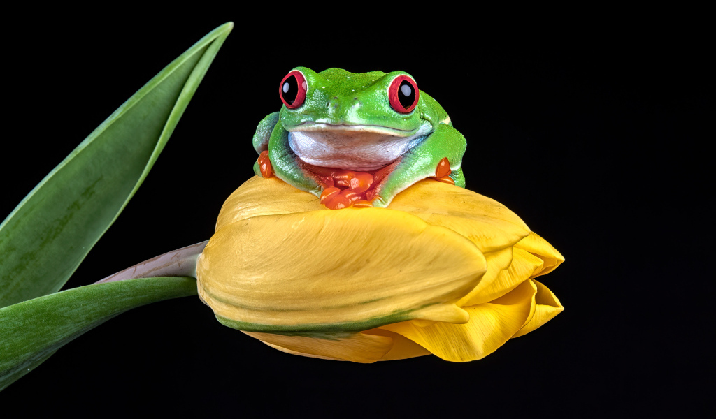 Зеленая лягушка сидит на желтом тюльпане
