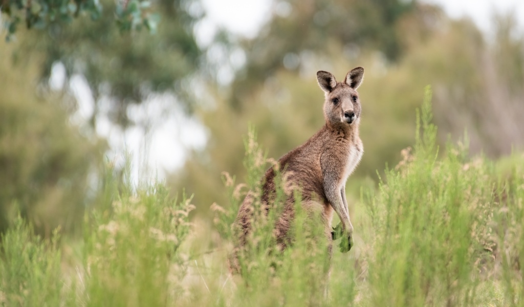 Большой кенгуру сидит в траве