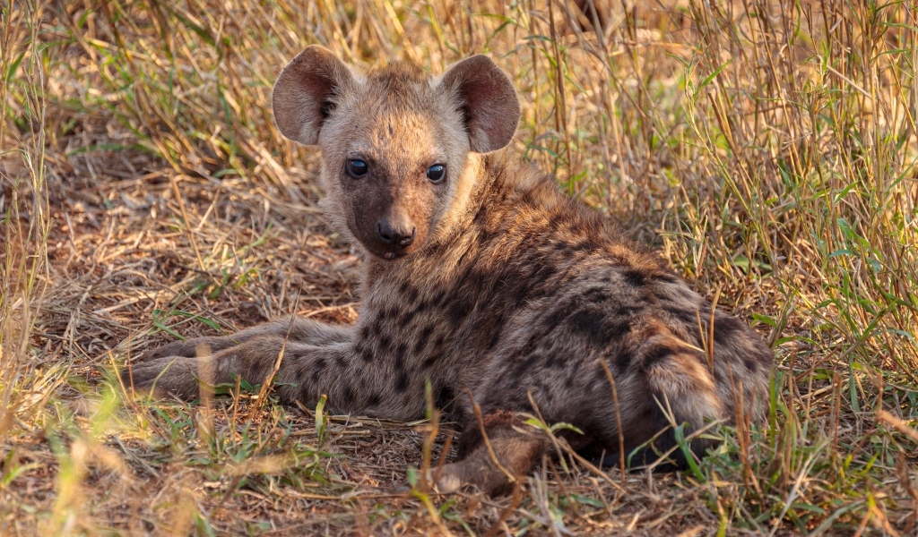 Детеныш гиены лежит на траве