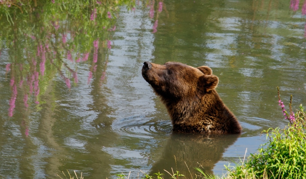 Большой бурый медведь плавает в воде