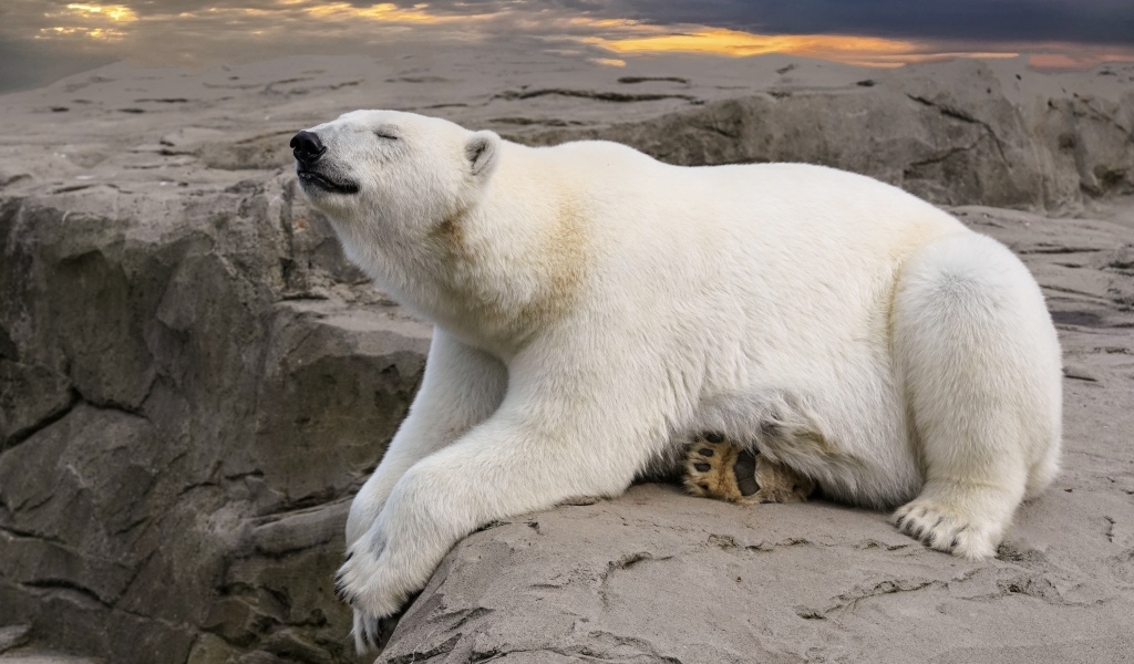 Большой белый медведь спит на камне