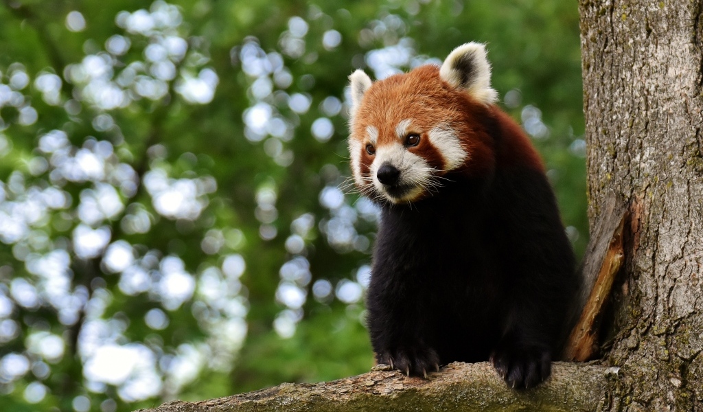 Большая красная панда сидит на дереве