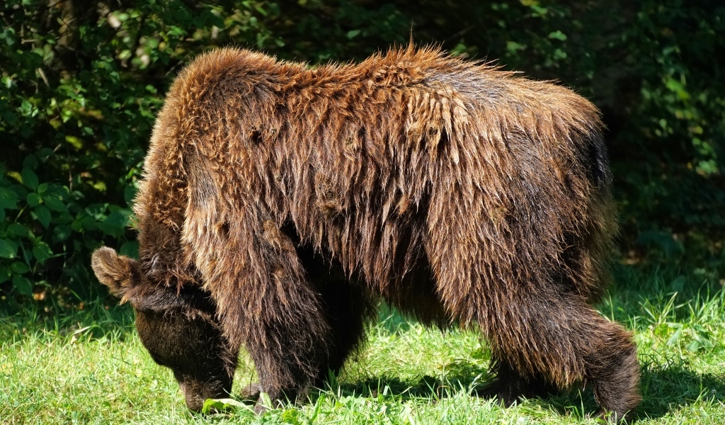 Большой мокрый бурый медведь на траве