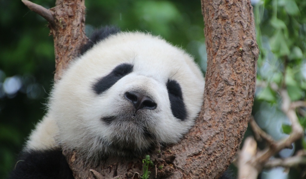 Милая панда спит на дереве