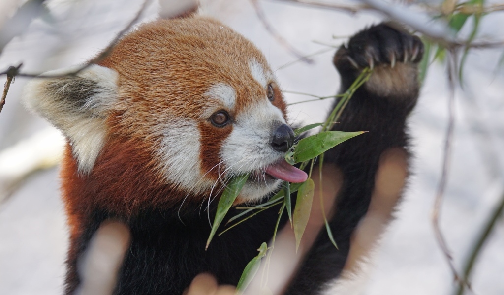 Красная панда ест ветки эвкалипта