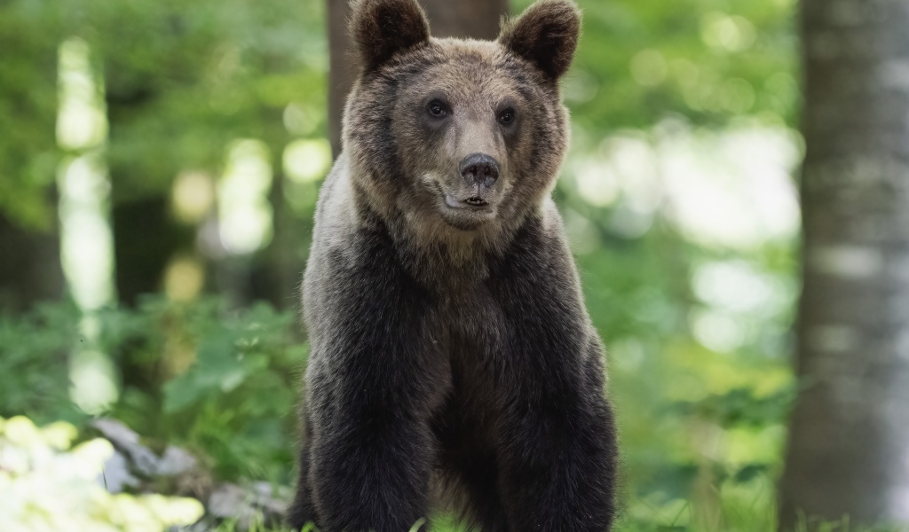 Молодой бурый медведь в лесу