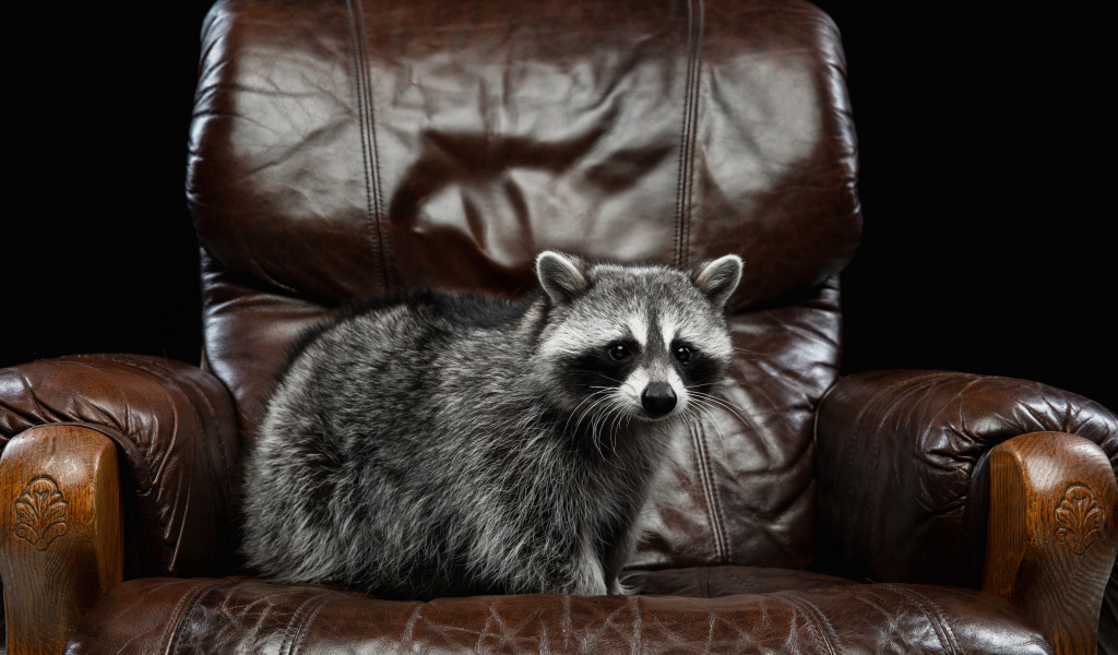 Большой серый енот на кожаном кресле