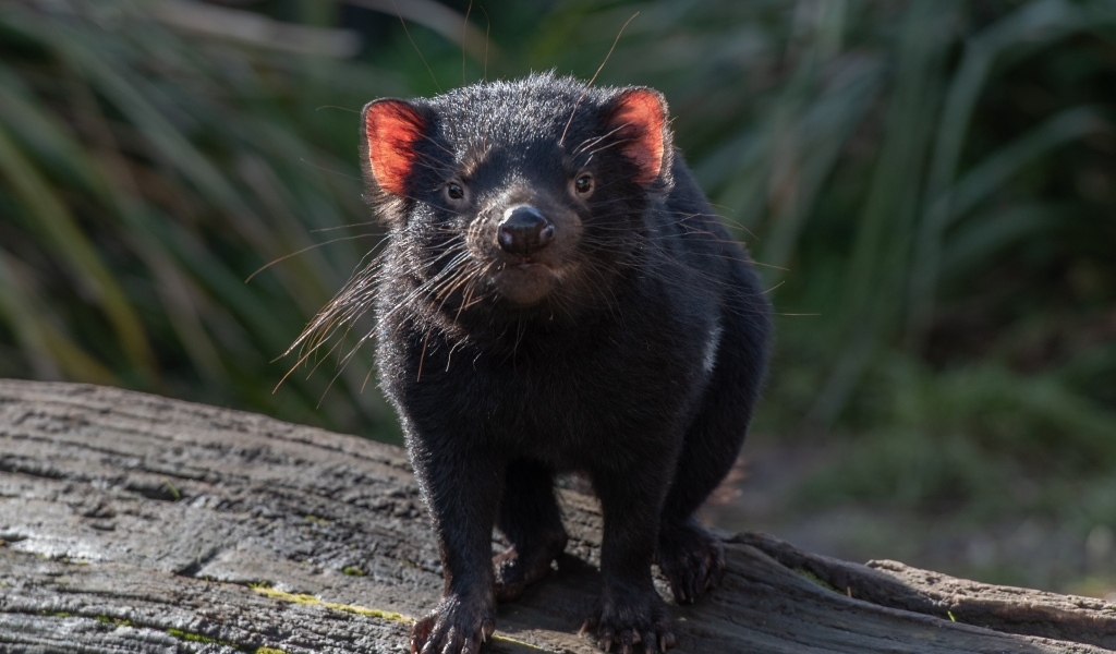 Черный тасманский дьявол вблизи