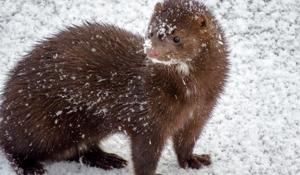 Пушистая норка в снегу зимой