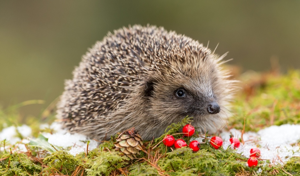 Forest hedgehog with red berries on the grass