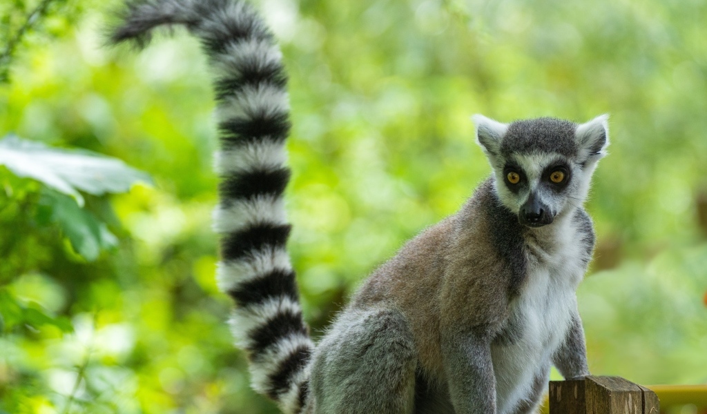 Большой лемур с длинным полосатым хвостом
