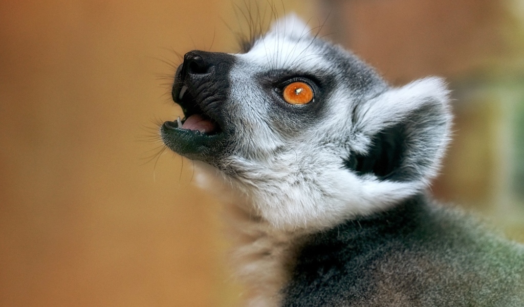 Голова лемура с желтыми глазами