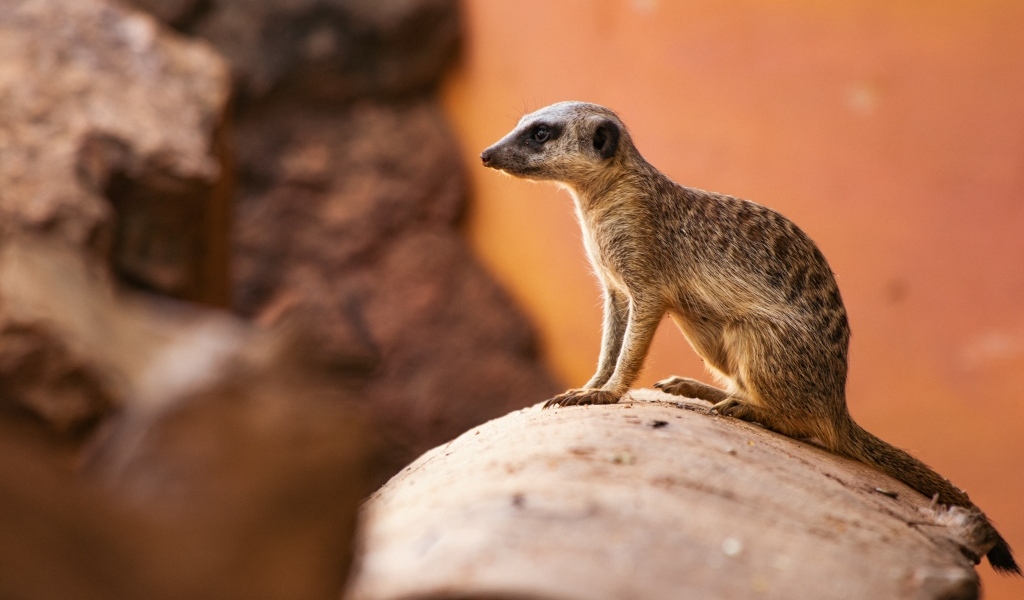 Маленький сурикат на камне крупным планом