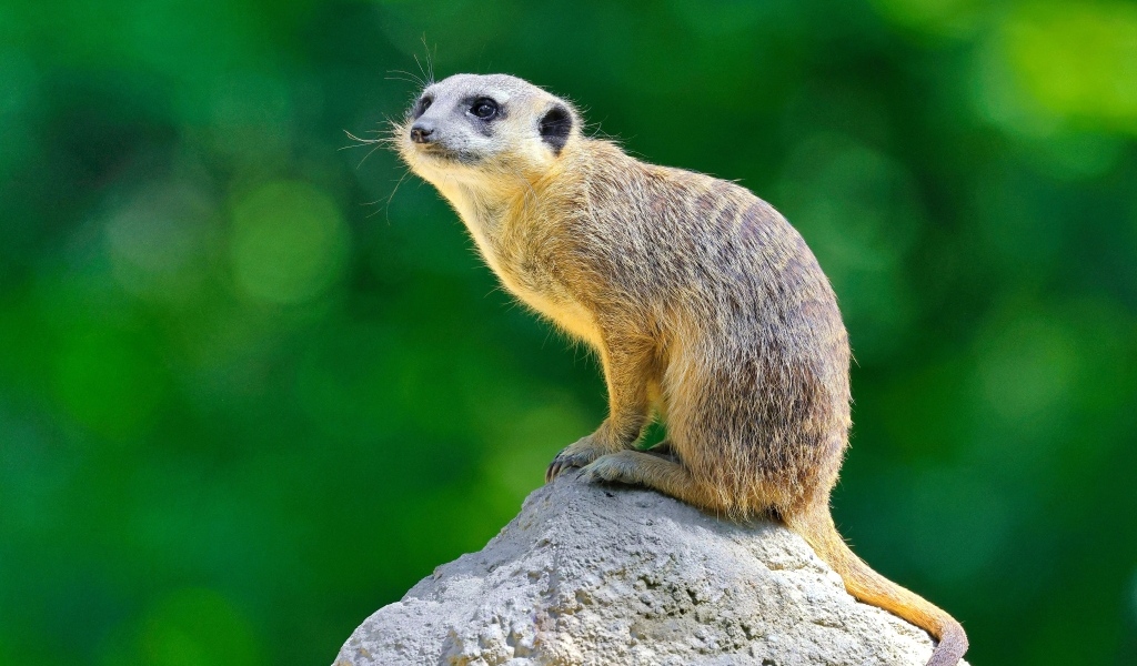 Маленький сурикат сидит на камне