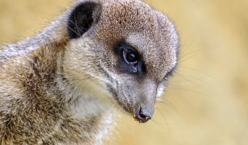Голова суриката крупным планом