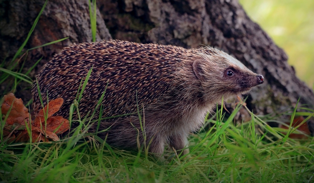 Old hedgehog on green grass under a tree