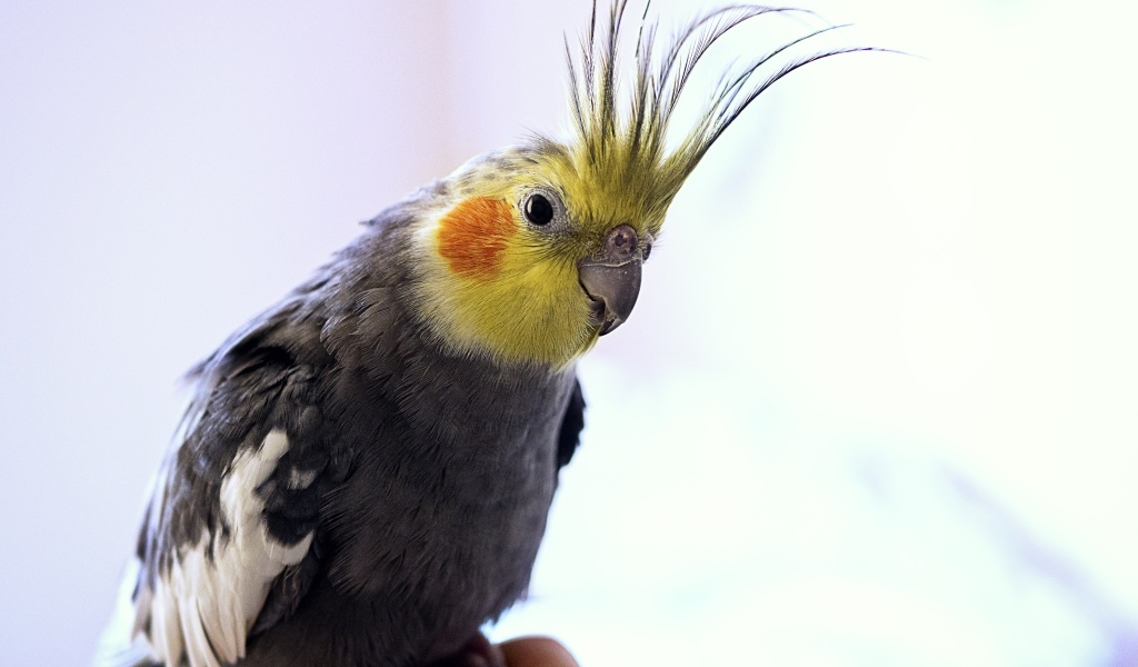 Красивый попугай какаду сидит на руке