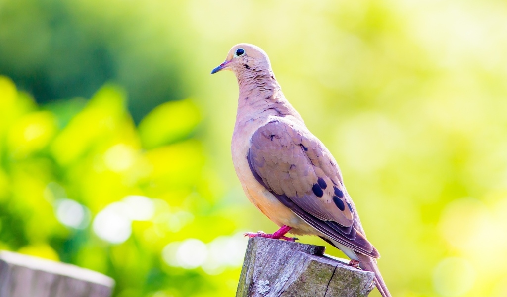 Красивый голубь сидит на пне