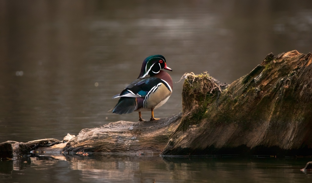 Красивая утка сидит на коряге в воде