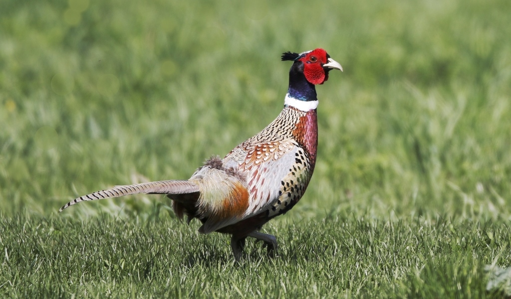 Красивый пестрый фазан идет по траве
