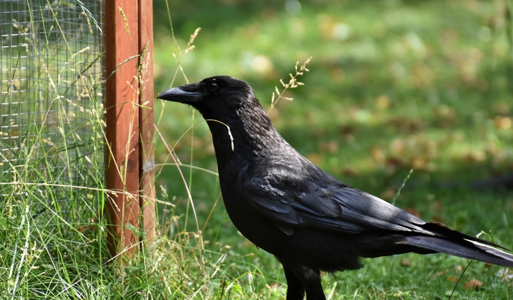 Большой черный ворон стоит на траве