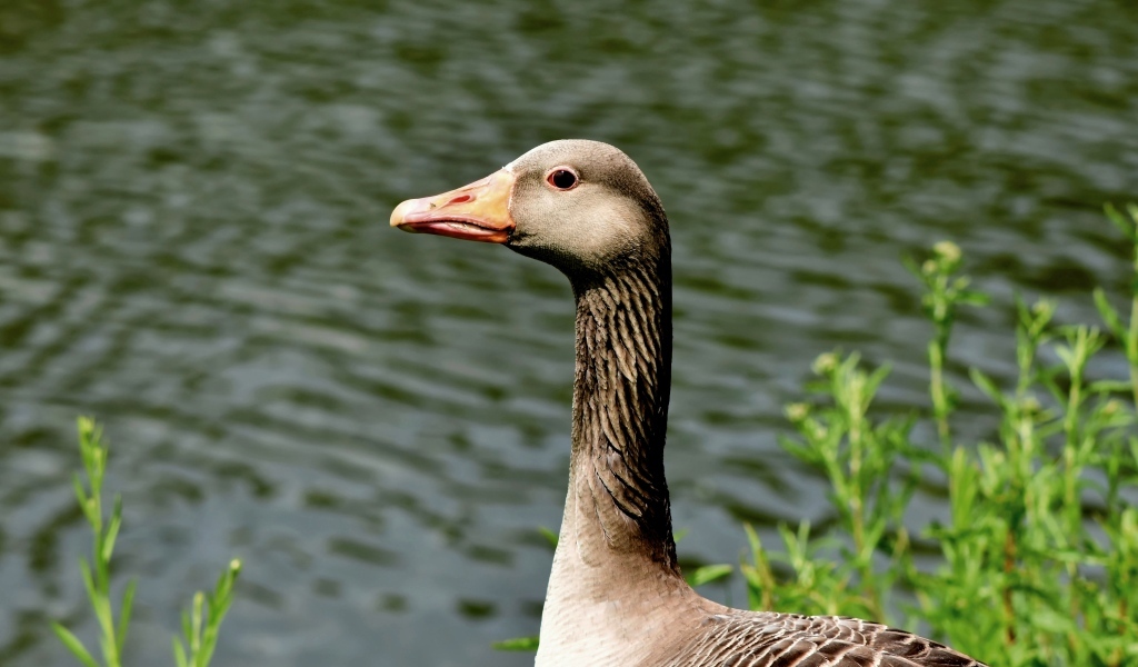 Большой серый гусь стоит у воды