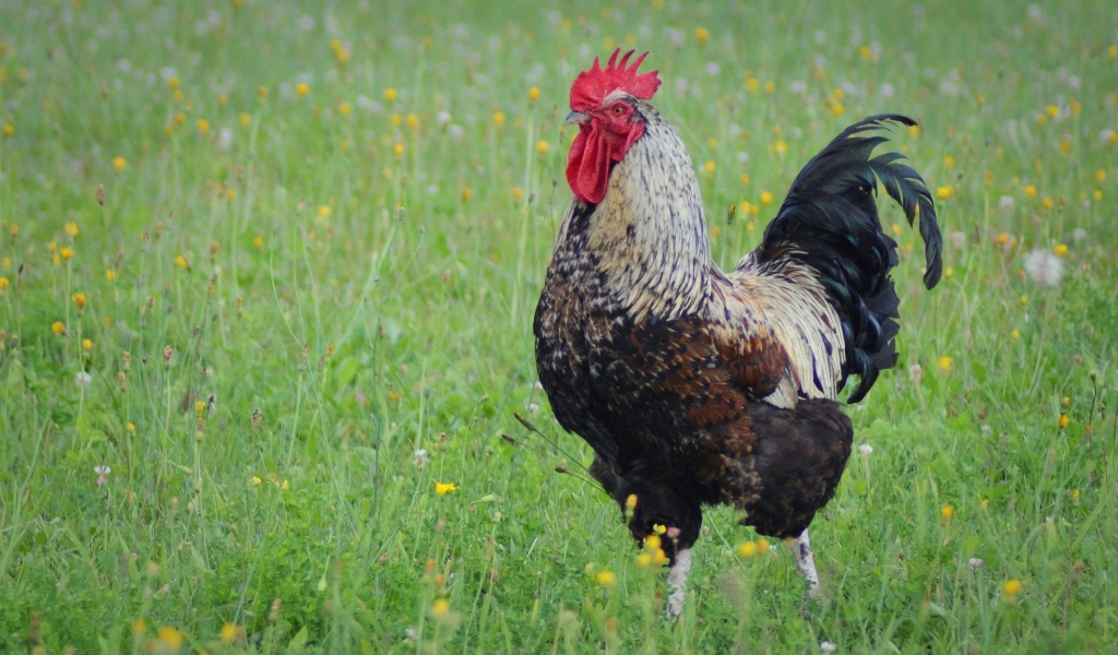 Большой петух стоит на зеленой траве