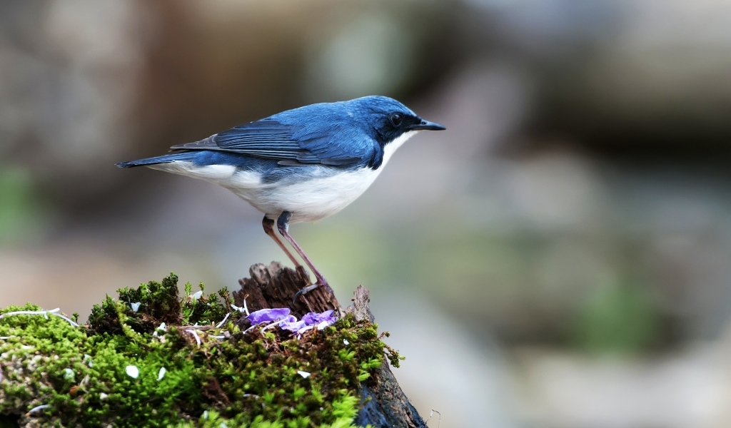 Птица сидит на покрытом мхом пне