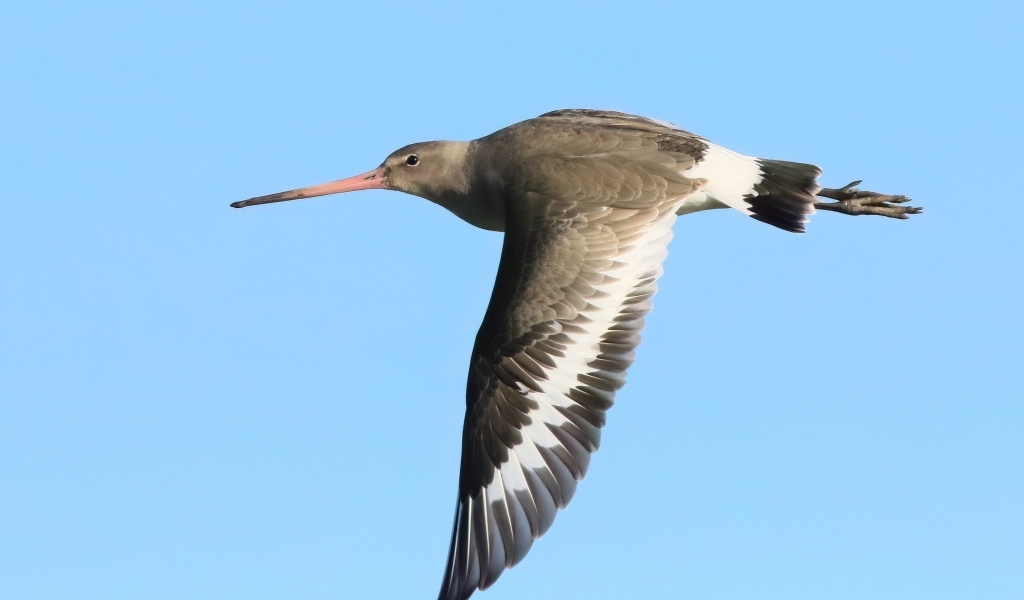 Птица с  острым клювом летит в небе