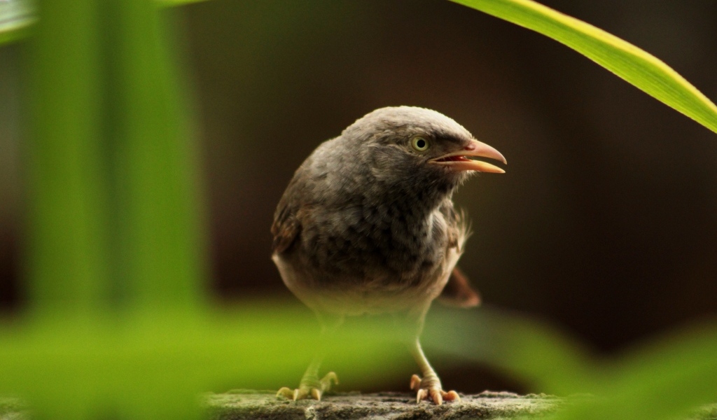 Черная птица сидит на камне в зарослях
