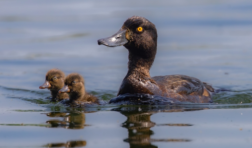 Утка в птенцами плывет по воде