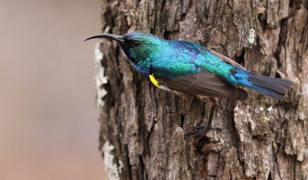 Птица зимородок с острым клювом сидит  на дереве 