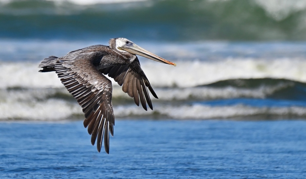 Большой коричневый пеликан летит над водой