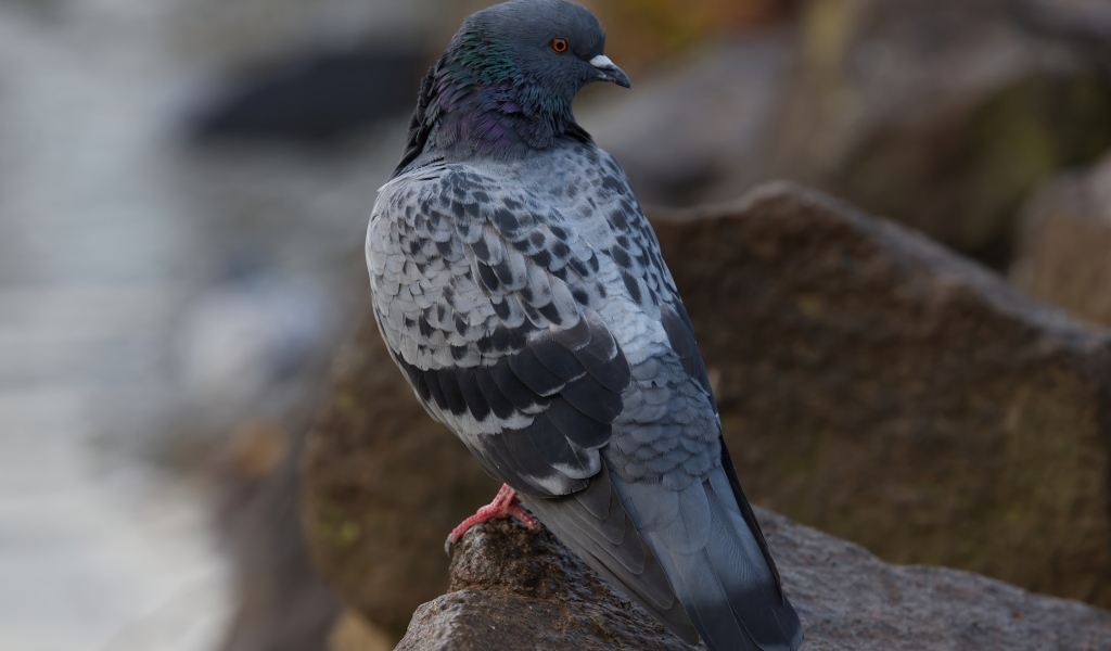 Большой серый голубь сидит на мокром камне