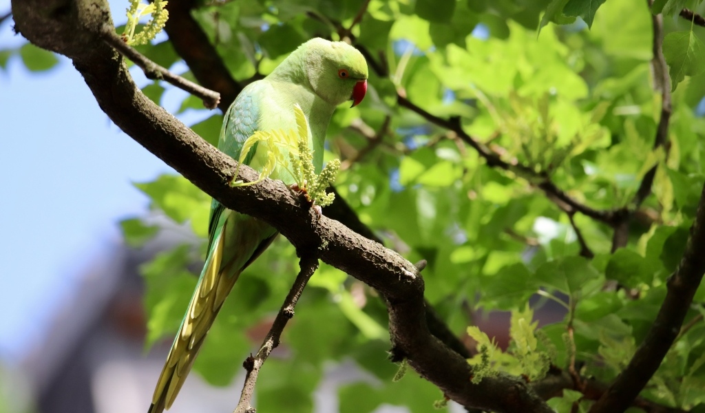 Большой зеленый попугай сидит на ветке дерева