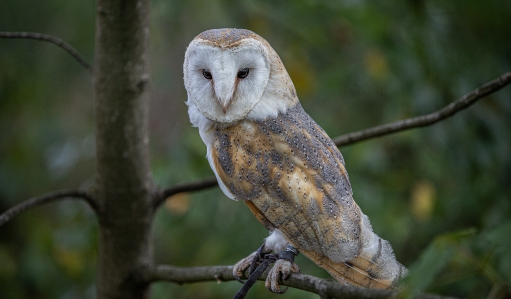 Большая сова сидит на ветке в лесу