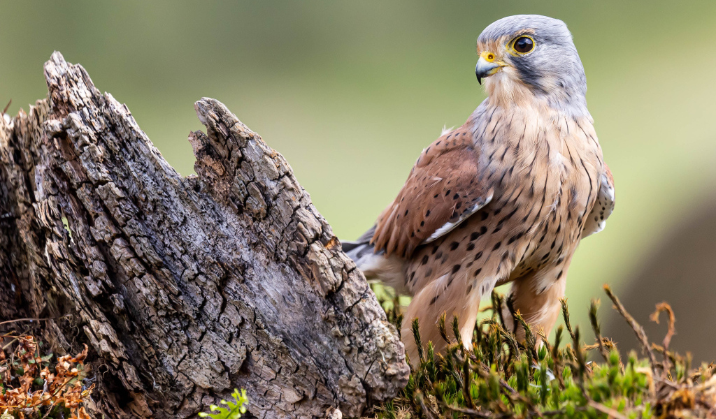Большой хищный сокол сидит  у коряги
