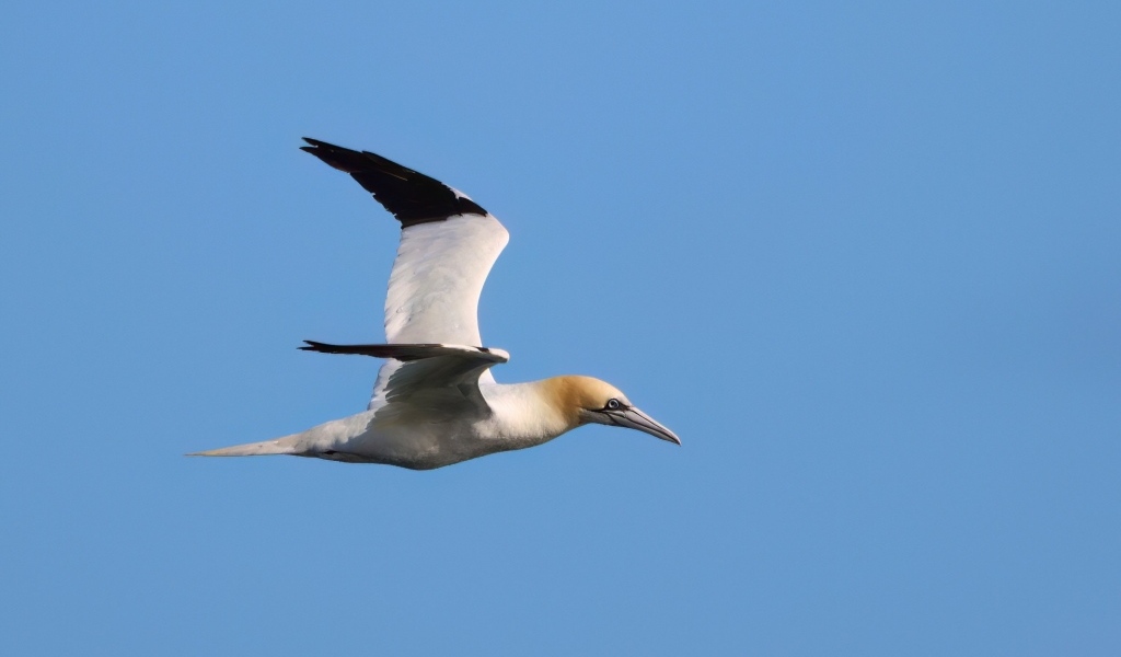 Большая чайка летит в голубом небе