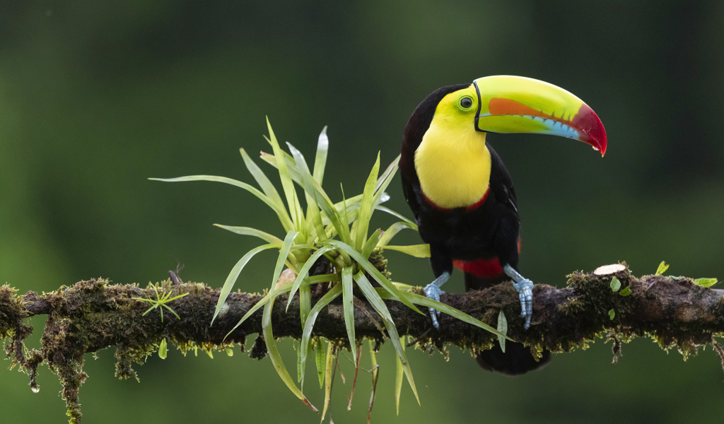 Большой тукан сидит на ветке с зелеными листьями