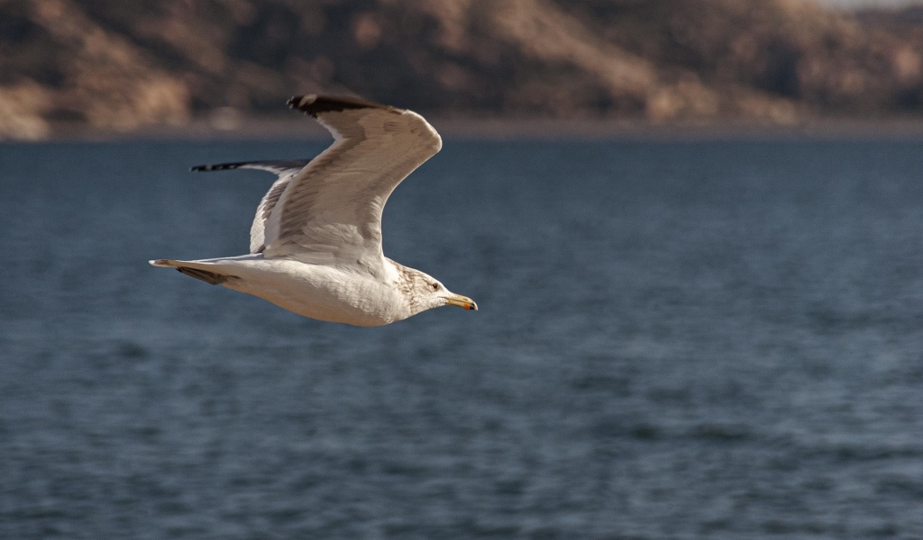 Большая белая чайка летит над морем