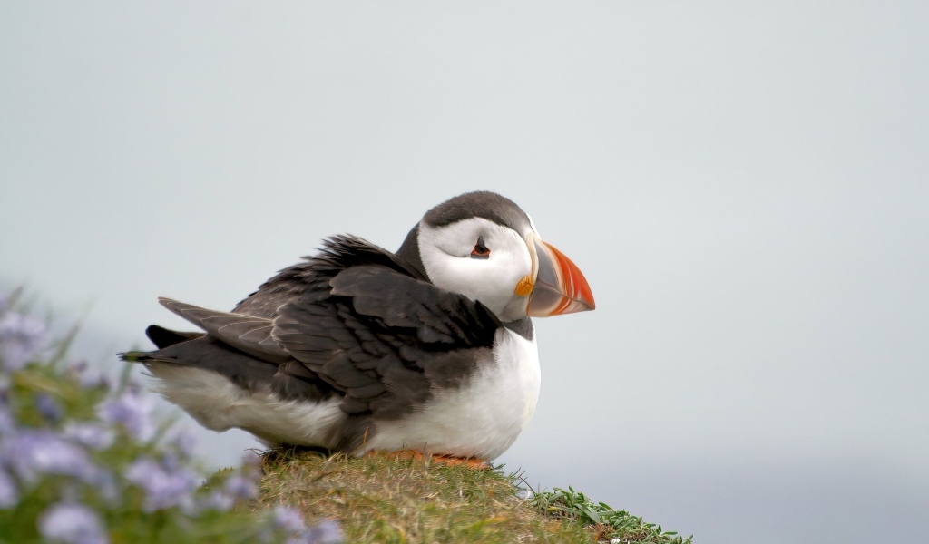 Маленький тупик сидит на холме 