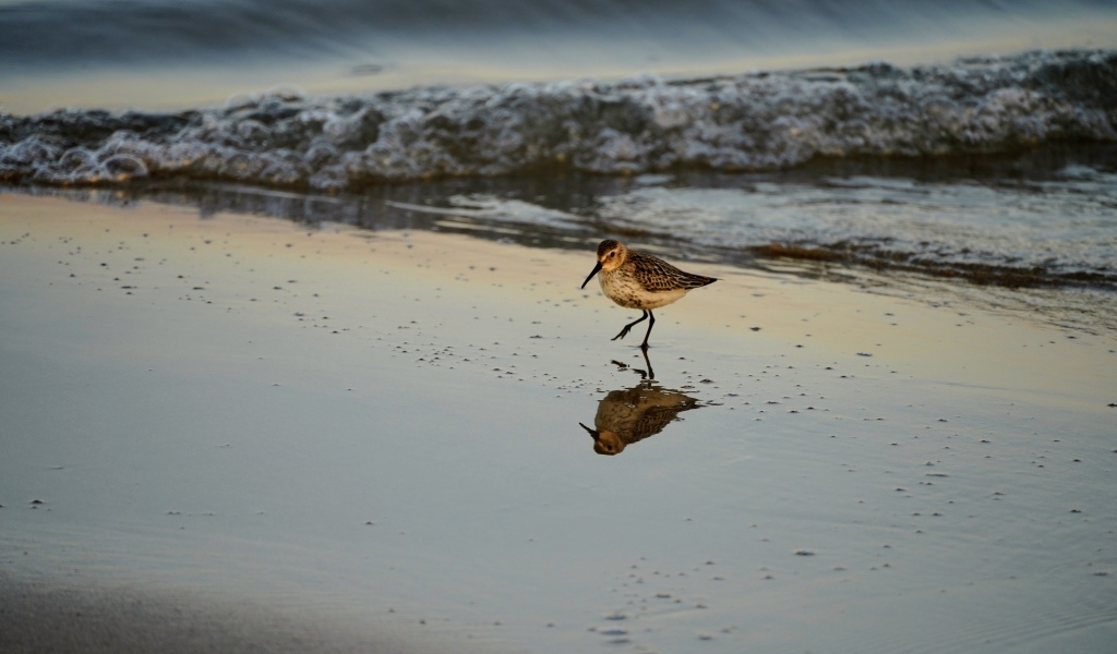 Птица кулик идет по мокрому песку у моря