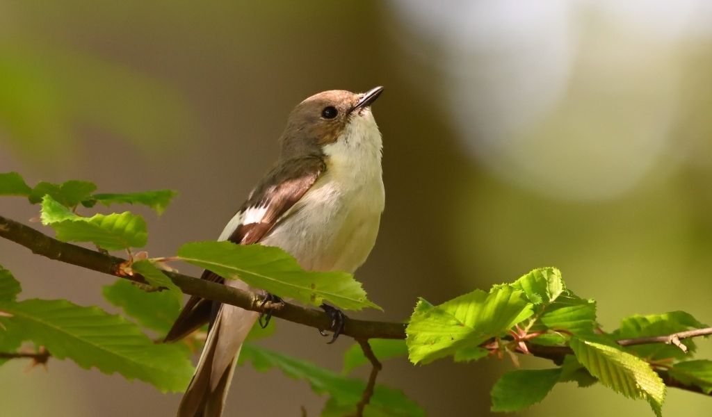 Маленькая птичка сидит на ветке с зелеными листьями