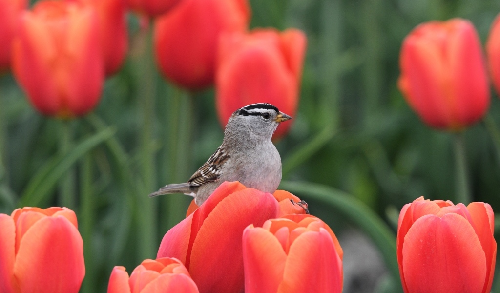 Маленькая птица сидит на красном тюльпане
